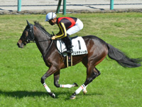 未勝利　キャンター