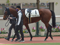 新馬　パドック