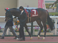 第56回 デイリー杯2歳ステークス（ＧII）　パドック