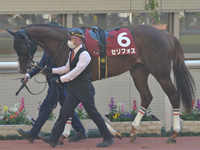 第56回 デイリー杯2歳ステークス（ＧII）　パドック