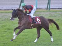 第56回 デイリー杯2歳ステークス（ＧII）　キャンター