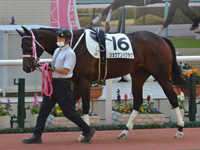 未勝利　パドック