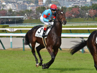 未勝利　キャンター