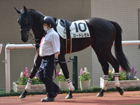 未勝利　パドック