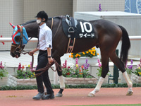 秋明菊賞（1勝クラス）　パドック
