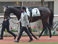 新馬　パドック