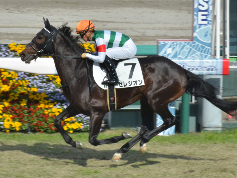新馬　ゴール前