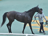 新馬　口取り