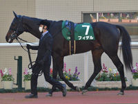 第8回 京都2歳ステークス（ＧIII）　パドック