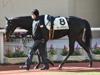 未勝利　パドック