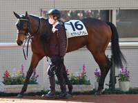 未勝利　パドック