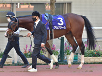 第73回 朝日杯フューチュリティＳ（ＧＩ）　パドック