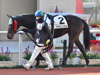 未勝利（牝）　パドック