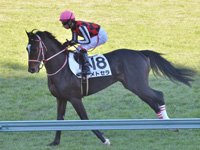 未勝利　キャンター