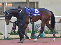第73回 朝日杯フューチュリティＳ（ＧＩ）　パドック