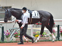 未勝利　パドック
