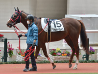 未勝利　パドック