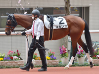 未勝利　パドック