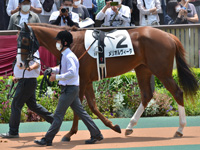 新馬（牝）　パドック