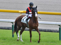 新馬（牝）　本馬場入場