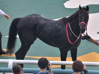 新馬　口取り