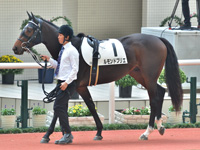 新馬　パドック