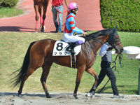 未勝利　本馬場入場