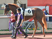 未勝利　パドック