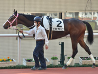 未勝利　パドック