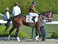 未勝利　本馬場入場