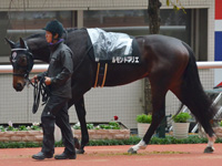 黄菊賞 （1勝クラス）　パドック