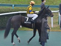 黄菊賞 （1勝クラス）　本馬場入場