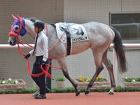 未勝利　パドック