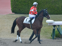 未勝利　本馬場入場