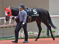 秋明菊賞 （1勝クラス）　パドック