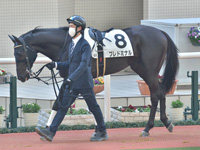 未勝利　パドック