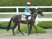 未勝利　本馬場入場