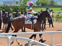 未勝利　本馬場入場