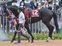 第71回 京都新聞杯 （GII）　パドック