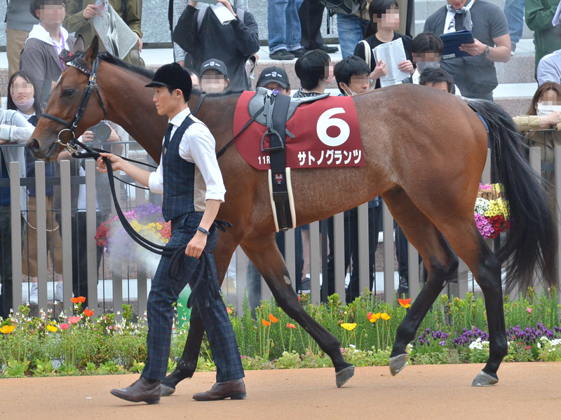 第71回 京都新聞杯 （GII）　パドック