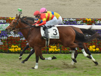阪神5R　新馬　ベラジオオペラ