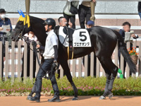 新馬　パドック