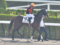 未勝利　本馬場入場