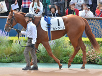 未勝利　パドック