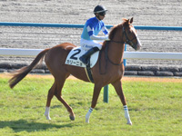 新馬　本馬場入場