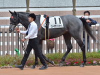 未勝利　パドック