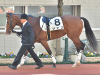 新馬　パドック