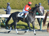 未勝利　本馬場入場