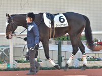 未勝利　パドック