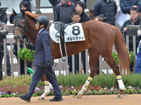 未勝利　パドック